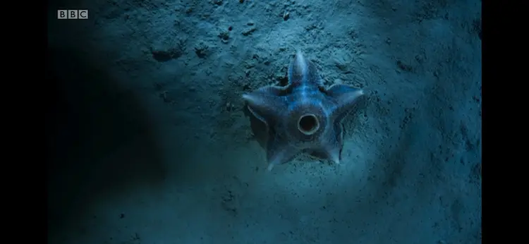 Sea star sp. ([genus Hymenaster]) as shown in Blue Planet II - The Deep
